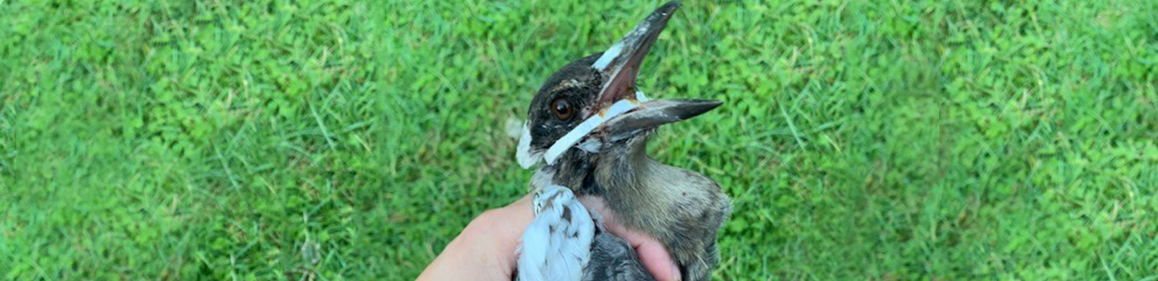 rspca animal rescue magpie saved from plastic ring